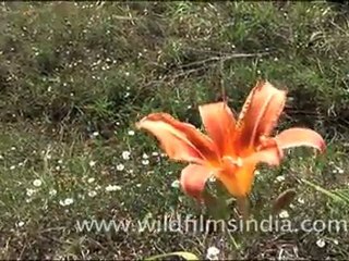 Tiger lily in Landour
