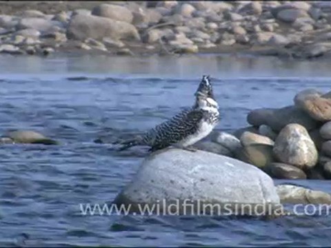Himalayan Pied Kingfisher in Corbett National Park