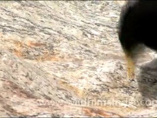Yellow billed Choughs flying over a glacier