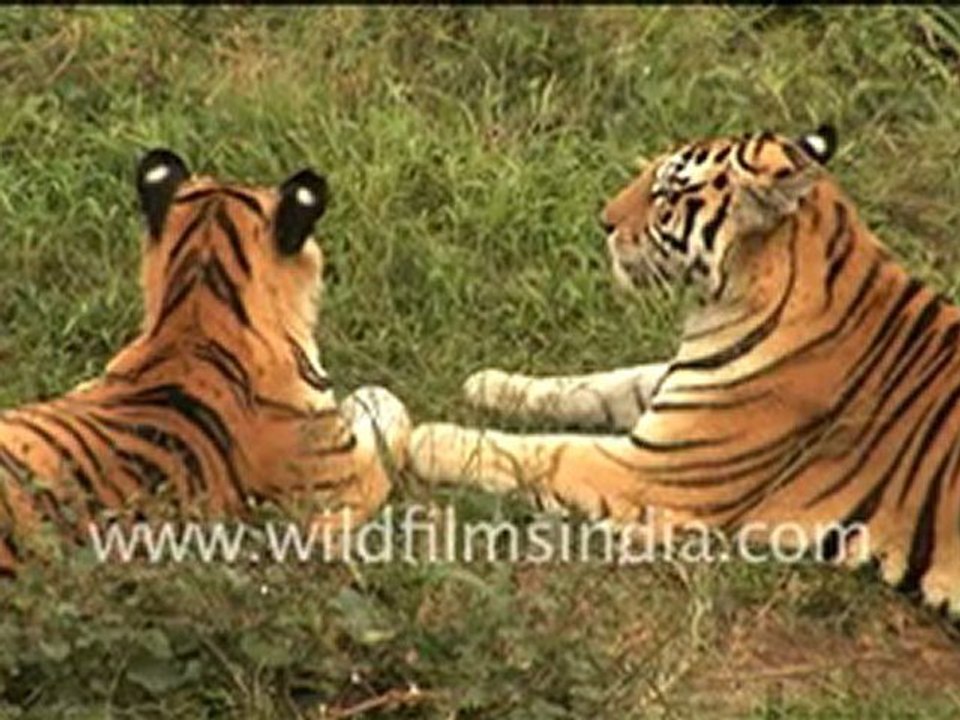 Tiger pair