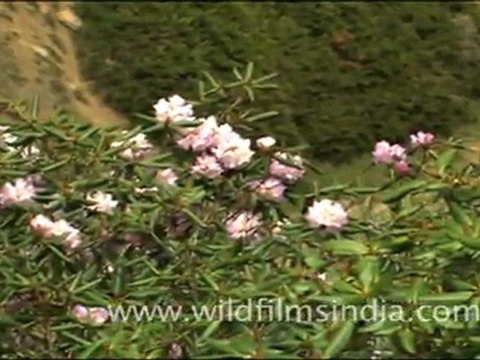 Rhododendron campanulatum shrubs in flower