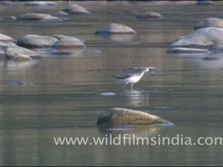 Ramganga river and Plover searching for food in Kosi River