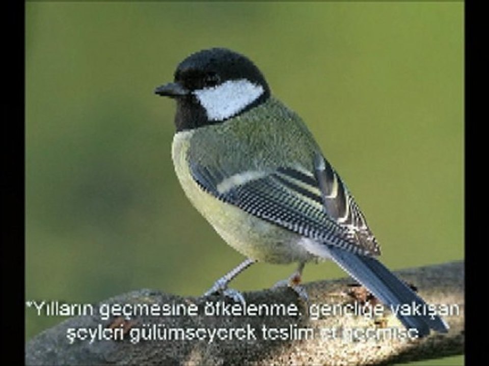 SEN VE KUŞLAR
