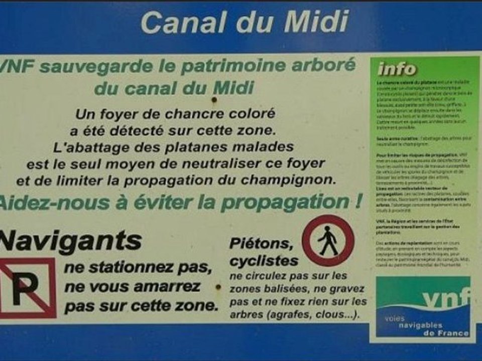 fin probable des platanes du canal du midi