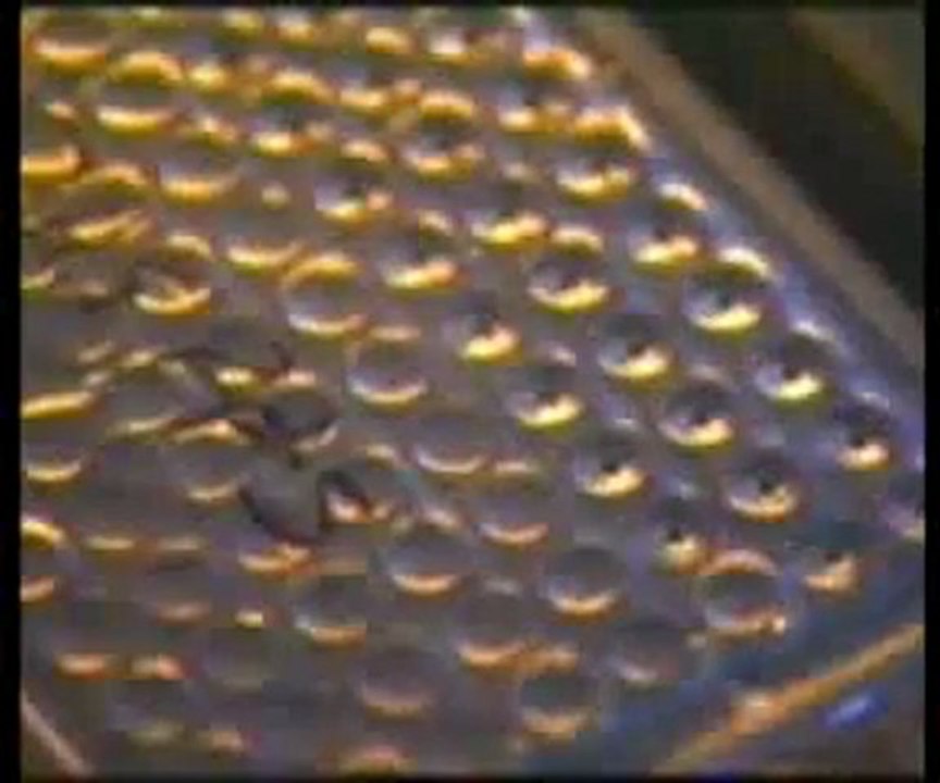 Genetik teknolojide yaşanacak olan gelişmele