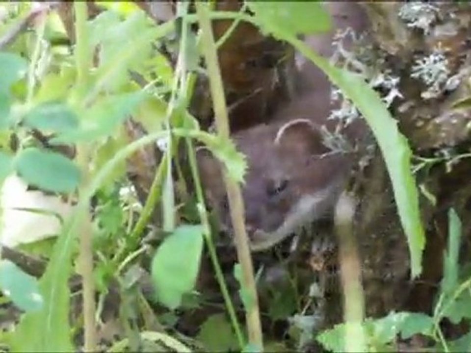 Jour de pluie à Charpolles