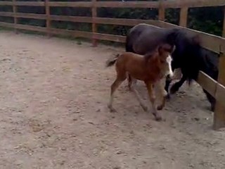 pas de chiens dans mes pattes