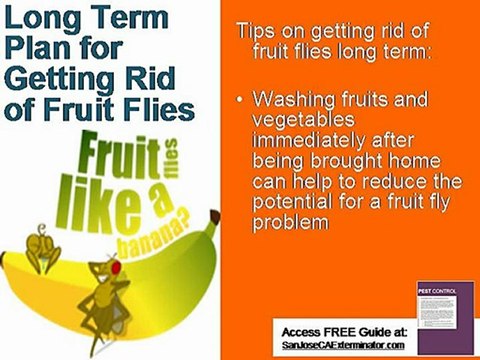 San Jose Exterminator | Long Term Plan To Rid Of Fruit Flies