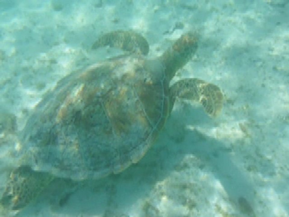 FILM TORTUE