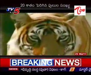 Good News to Animal Lovers !-TIGERS ratio Increasing in India