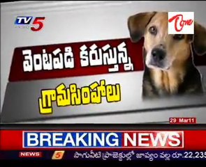 City Lions (Dogs) Dangerously Hulchal in Hyd