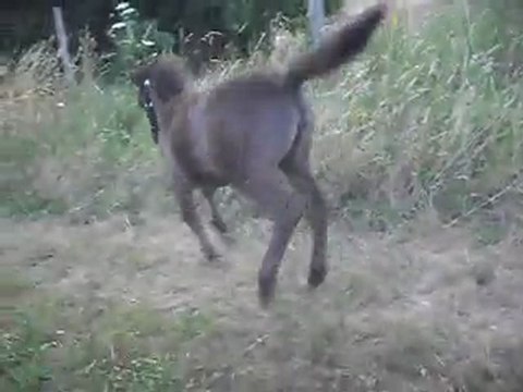Pouliche Shetland X Mérens 1,5 mois. Balade 08/07/2011. SDC11044