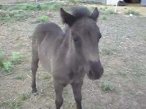 Pouliche Shetland X Mérens, jeux au pré avant sortie 08/07/2011. SDC11025