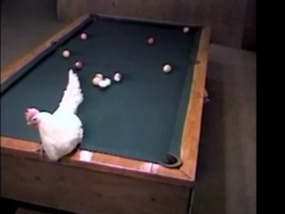Chicken Playing Pool