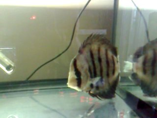 Jour 8 Hôpital 80L Repas 2   Dessalage 1