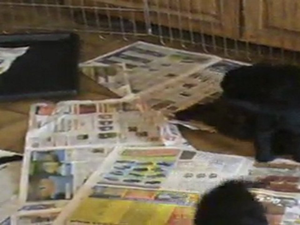 Coccolina and her pups....5 weeks...