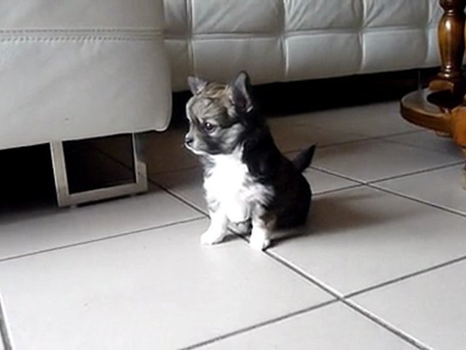 chihuahua à 7 semaines