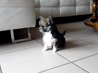 chihuahua à 7 semaines