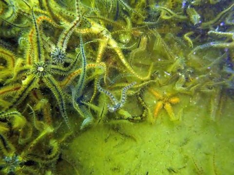 Plongée bio en zelande 2011