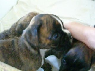 Portée de Dirty et Dean à 5 semaines