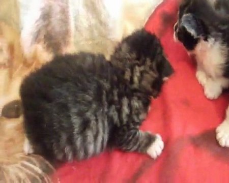 Chatons croiser Maine Coon née le 25/06/2011