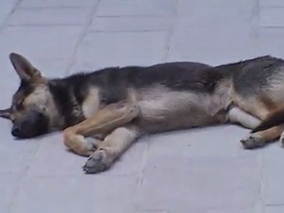 Köpeğin Keyfinin Kıskandık Sizcede Haksızmıyız ?