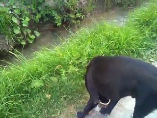 athi balade dans les champs