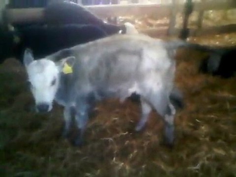 İTHAL BUZAĞI TEL: 0546 851 6657 DAMIZLIK HOŞTAYN DÜVE