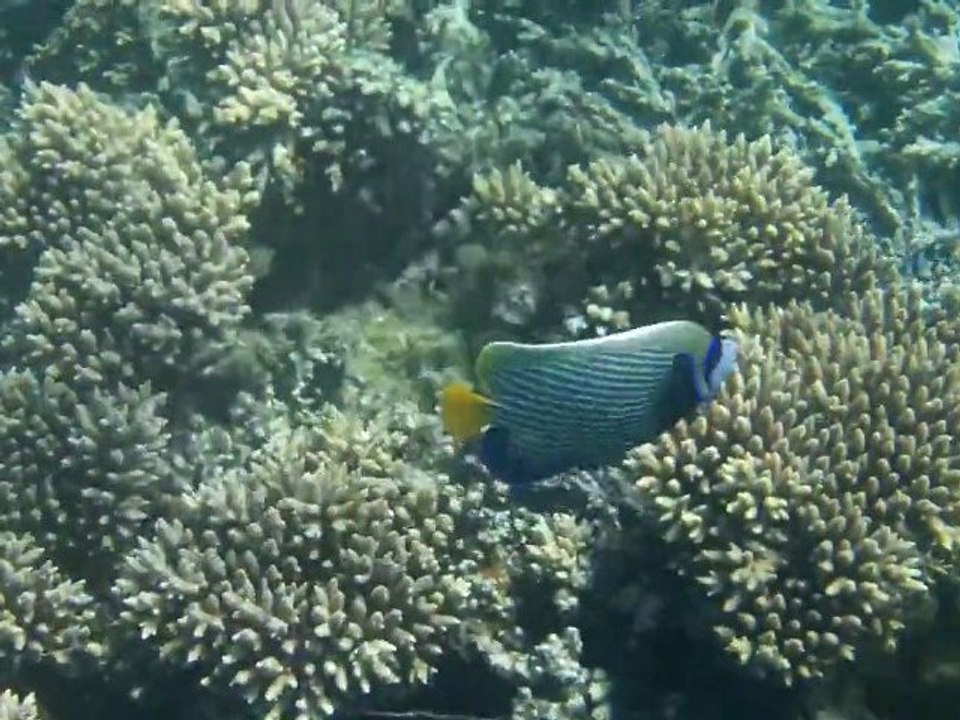 Poisson Empereur ile maurice