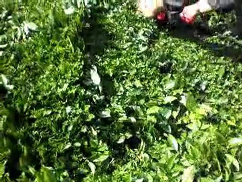 Maks Çay Toplama Makinesi