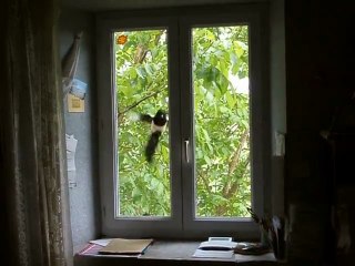 LA PIE VOLEUSE
