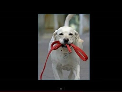 Como educar perro,como adiestrar mi perro