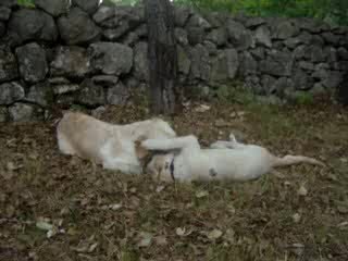 Anouchka et Bluebelle