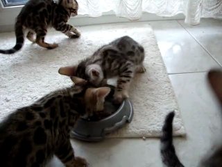 Harley et la gamelle des dieux...