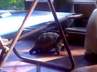 Turtle bullies cat around