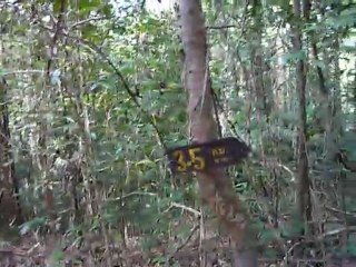 aperçu des cigales thaïlandaises