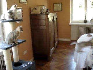 La pêche aux chatons !