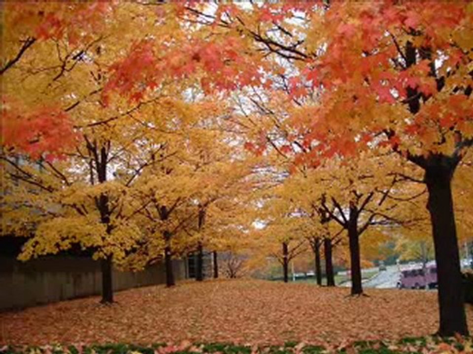 YAŞAMAK İÇİN SENİN SEWGİNE MUHTACIM!!