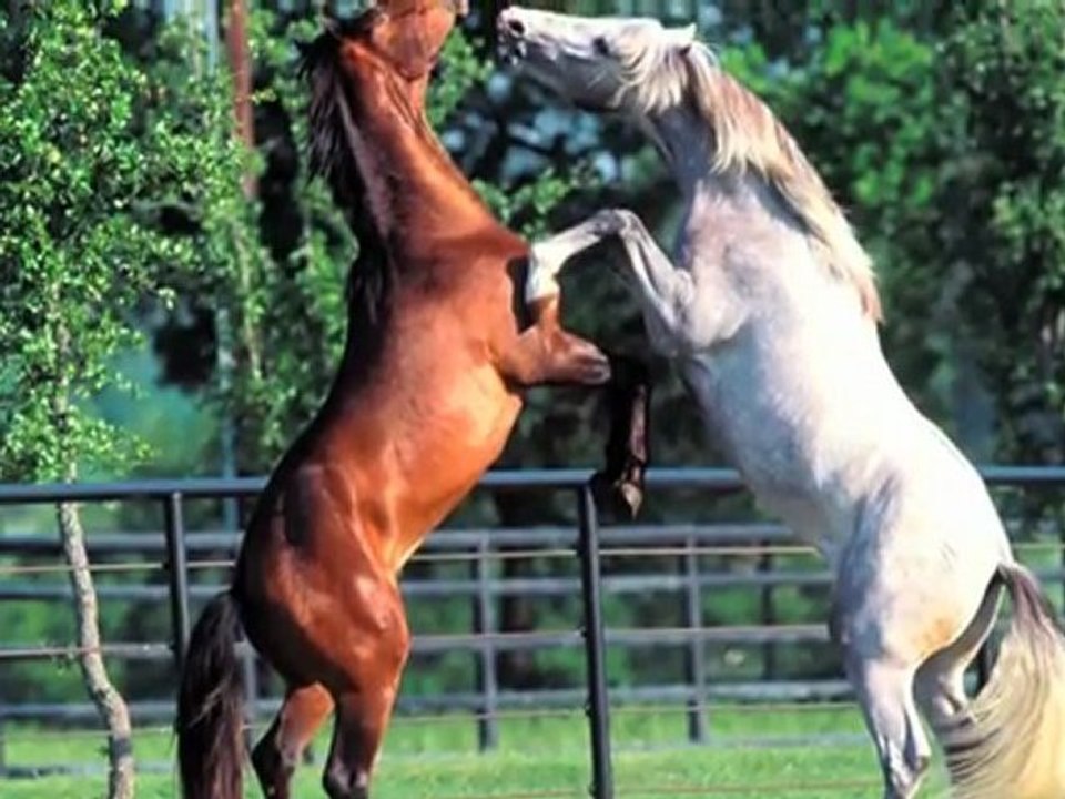 The Horses - Les Chevaux