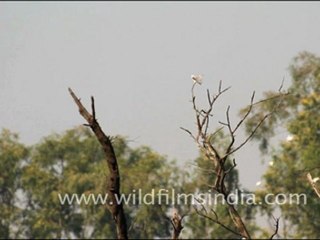 Black-shouldered Kite in Bharatpur
