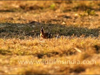 Hoopoe or Upupa epops in Bharatpur national Park