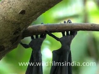Fruit Bats hanging around…