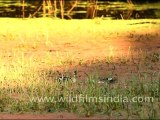 Spot-billed Ducks, Bharatpur