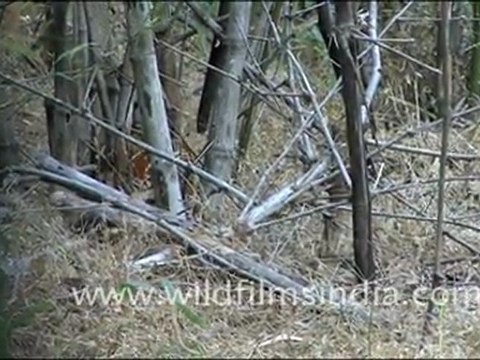 Red Junglefowl in Bandhavgarh National Reserve, Madhya Pradesh