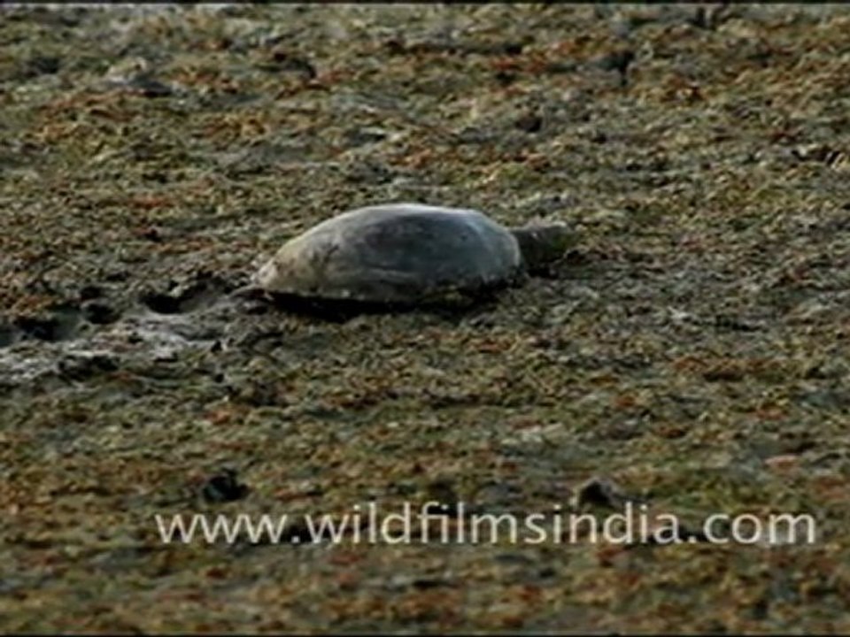 Soft-Shelled Turtle