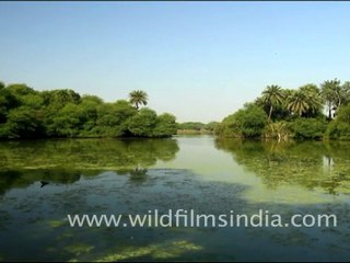 Landscapes of Bharatpur