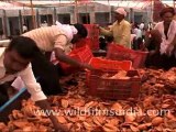 Truck loaded with puris in Samohik Vivah, Tonk