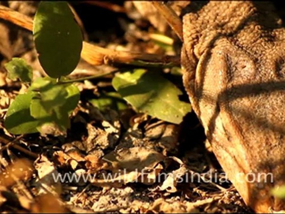 Monitor Lizard, Bharatpur