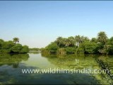 Landscapes in Keoladeo Ghana National Park, Bharatpur