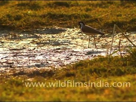 Red-wattled Lapwing searching for food